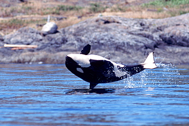 Orca (calf) breaching off San Juan Island.  San Juan Islands, Washington.
(Restricted Resolution - pls contact us)