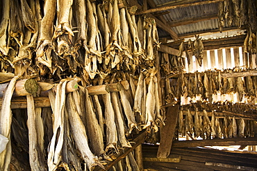 Cod fish drying in the small fishing town of ò in the Lofoton Island Group, Norway. This town has the shortest name of any town in the world!