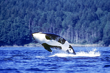 Orca breaching.  San Juan Islands, Washington.
(Restricted Resolution - pls contact us)