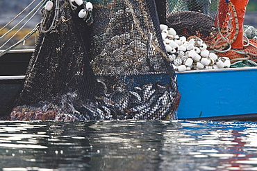 A close up view of a purse seine salmon set in Chatham Strait, Southeast Alaska, USA. Pacific ocean. No model or property releases.