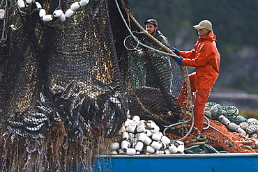 A close up view of a purse seine salmon set in Chatham Strait, Southeast Alaska, USA. Pacific ocean. No model or property releases.