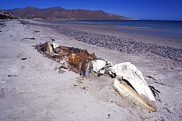 Adult California Gray Whale (Eschrichtius robustus) carcass on Isla Tiburon, Sonora, Mexico.