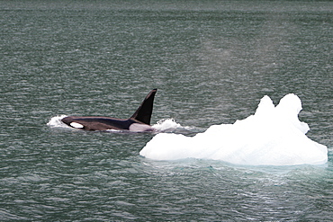 Killer Whale (Orcinus orca) bull surfacingin ice at the entrance to Tracy Arm in Southeast Alaska, USA.