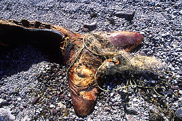 Beached California Gray Whale (Eschrichtius robustus) calf stranded by gill net around flukes on Isla Tiburon in the Gulf of California (Sea of Cortez), Mexico.