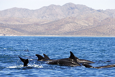 Adult Bottlenose Dolphin (Tursiops truncatus gilli) leaping in the upper Gulf of California (Sea of Cortez), Mexico.