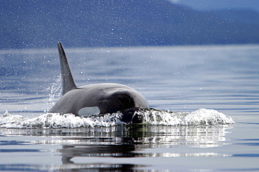 Adult female Orca (Orcinus orca) surfacing head on in Southeast Alaska, USA. Pacific Ocean.