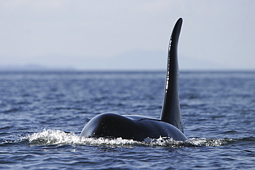 Adult bull Orca - also called Killer Whale - (Orcinus orca) surfacing in the calm waters of Southeast Alaska, USA. Note the exceptionally tall dorsal fin - the field diagnostic for a mature male Orca.