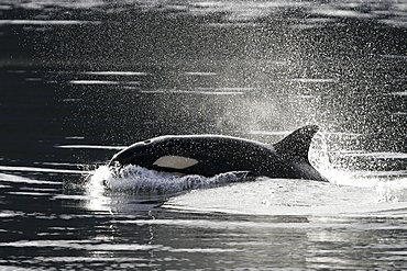 Transient Orca (Orcinus orca) - also called Killer Whales - suracing in Chatham Strait, Southeast Alaska, USA. Pacific Ocean.