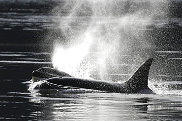 Transient Orca (Orcinus orca) - also called Killer Whales - in tight pod formation in Chatham Strait, Southeast Alaska, USA. Pacific Ocean.