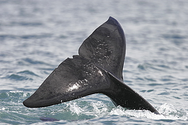 Transient bull Orca (Orcinus orca) - also called Killer Whale - surfacing (fluke detail) in Stephen's Passage, Southeast Alaska, USA. Pacific Ocean.