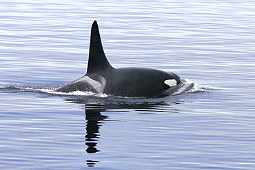 Bull Orca (Orcinus orca) surfacing in Tracy Arm, southeast Alaska, USA.