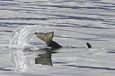 Young Orca (Orcinus orca) tail-slapping in Tracy Arm, southeast Alaska, USA.