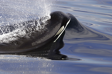 Bull Orca (Orcinus orca) surfacing in Chatham Strait, southeast Alaska, USA.