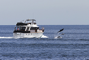 Bottlenose Dolphins (Tursiops truncatus) bow riding a pleasure yacht off Los Islotes in the lower Gulf of California (Sea of Cortez), Mexico.