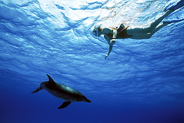 Atlantic Spotted Dolphin (Stenella frontalis) underwater with snorkeler on the Little Bahama Banks, Grand Bahama Island, Bahamas.