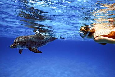 Atlantic Spotted Dolphin (Stenella frontalis) with snorkeler on the Little Bahama Banks, Grand Bahama Island, Bahamas.
(Resolution Restricted - pls contact us)