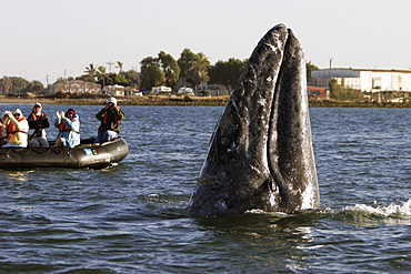 California Gray Whale (Eschrichtius robustus) spy-hopping near whale watchers in Magdalena Bay along the Pacific side of the Baja Peninsula. Pacific Ocean.