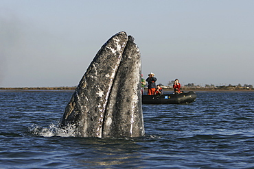 California Gray Whale (Eschrichtius robustus) spy-hopping near whale watchers in Magdalena Bay along the Pacific side of the Baja Peninsula. Pacific Ocean.