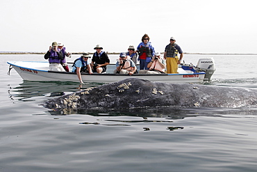 California Gray Whale (Eschrichtius robustus) surfacing near whale watchers in San Ignacio lagoon along the Pacific side of the Baja Peninsula. Pacific Ocean.