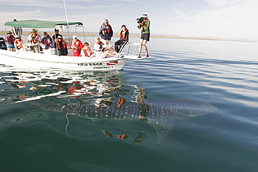 Young Whale Shark (Rhincodon typus) with boat and watchers at El Mogote, La Paz, Baja California Sur, Mexico.