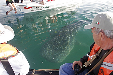 Young Whale Shark (Rhincodon typus) with boats and watchers at El Mogote, La Paz, Baja California Sur, Mexico.