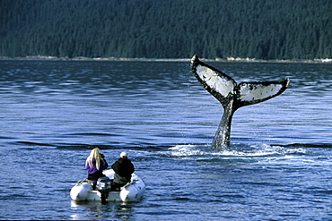 Adult Humpback Whale (Megaptera novaeangliae) tail-slapping near researchers in Chatham Strait, Southeast Alaska, USA. Model released.
