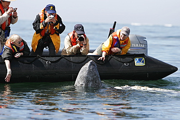 Adult California gray whale (Eschrichtius robustus) approaches excited whale watchers in the calm waters of San Ignacio Lagoon, Baja California Sur, Mexico.