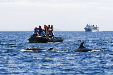 False-killer whales (Pseudorca crassidens) surfacing off Isla San Esteban in the midriff region of the Gulf of California (Sea of Cortez), Mexico