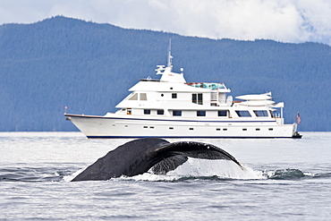 A group of adult humpback whales (Megaptera novaeangliae) co-operatively "bubble-net" feeding along the west side of Chatham Strait in Southeast Alaska, USA