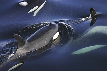 Orca (Orcinus orca) pod surfacing calm waters in Chatham Strait, southeast Alaska, USA.