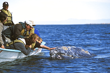 Adult California Gray Whale (Eschrichtius robustus) with excited whalewatchers in the calm waters of San Ignacio Lagoon, Baja, Mexico.