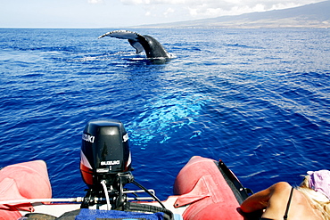 Adult humpback whale (Megaptera novaeangliae) head-standing near boat in the AuAu Channel, Maui, Hawaii. Pacific Ocean. Model and property released.