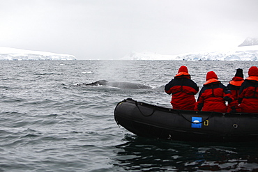 Whale watchers with an adult Humpback Whale (Megaptera novaeangliae) in Wilhelmina Bay, Antarctica.