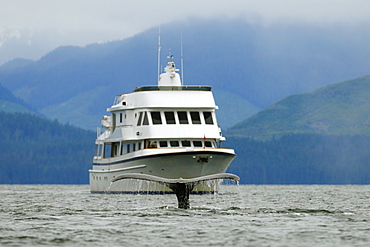 Adult humpback whales (Megaptera novaeangliae) fluke-up dive in front of the charter yacht Safari Spirit in Freshwater Bay on Chichagof Island in Southeast Alaska, USA