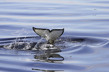 Young Orca (Orcinus orca) tail-slapping in Chatham Strait, southeast Alaska, USA.