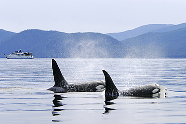 Adult Orca - also called Killer Whale - (Orcinus orca) surfacing near whale watching yacht in the calm waters of Southeast Alaska, USA.