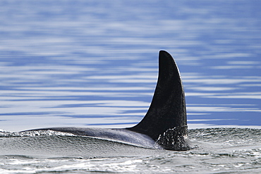 Adult Orca female - also called Killer Whale - (Orcinus orca) surfacing near whale watching yacht in the calm waters of Southeast Alaska, USA.