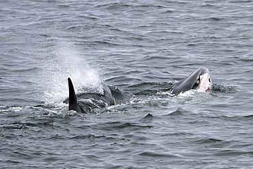 A pod of 6 type "A" Orcas (Orcinus orca) with a freshly killed Minke Whale in Antarctica. No displays after the kill were witnessed.
(Restricted Resolution - please contact us)