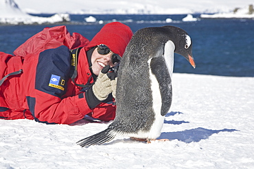 Photographer with an adult gentoo penguin (Pygoscelis papua) on Barrentos Island in the Aitcho Island Group, South Shetland Islands, Antarctica. Southern Ocean