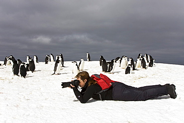 Chinstrap penguin (Pygoscelis antarctica) colony on Bailey Head on Deception Island in the South Shetland Islands near the Antarctic Peninsula