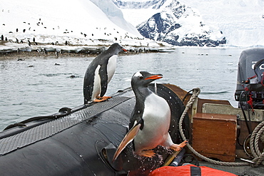 Adult gentoo penguin (Pygoscelis papua) leaping into the Zodiac, much to the surprise of a Lindblad staff member, in Neko Harbour in Andvord Bay, Antarctica