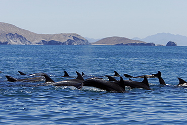 Adult Bottlenose Dolphin (Tursiops truncatus gilli) leaping in the upper Gulf of California (Sea of Cortez), Mexico.