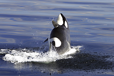 Young Orca (Orcinus orca) breaching in Chatham Strait, southeast Alaska, USA.
(Restricted Resolution - please contact us)