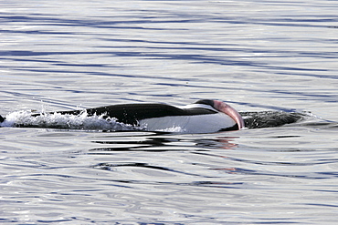 Bull Orca (Orcinus orca) surfacing on back (penis display) in Chatham Strait, southeast Alaska, USA.
(Restricted Resolution - please contact us)