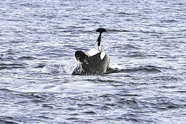 The actual moment of take for a group of five transient Orca (Orcinus orca) that chased, killed, and then ate a single female Dall's porpoise (Phocoenoides dalli) in Icy Strait, Alaska, USA