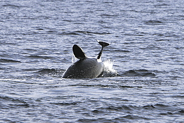 The actual moment of take for a group of five transient Orca (Orcinus orca) that chased, killed, and then ate a single female Dall's porpoise (Phocoenoides dalli) in Icy Strait, Alaska, USA