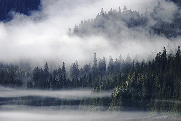 Fog drifts down through the trees alongside steep cliffs in Tracy Arm, Southeast Alaska, USA.