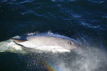 A possible new species of Orca (Killer Whale) called "Type B"  Orca (with a proposed new scientific name of Orcinus nanus) traveling in the Lemaire Strait, Antarctica