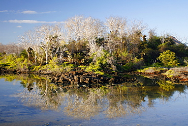 A quiet morning on the saltwater lagoon near Cerro Dragon Scenery in the Galapagos Island Archipeligo, Ecuador.