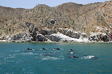 Adult Bottlenose Dolphin (Tursiops truncatus gilli) leaping in the upper Gulf of California (Sea of Cortez), Mexico.